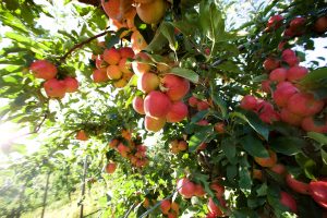 Naturally Grown Okanagan Apples at our Kelowna Apple Orchard